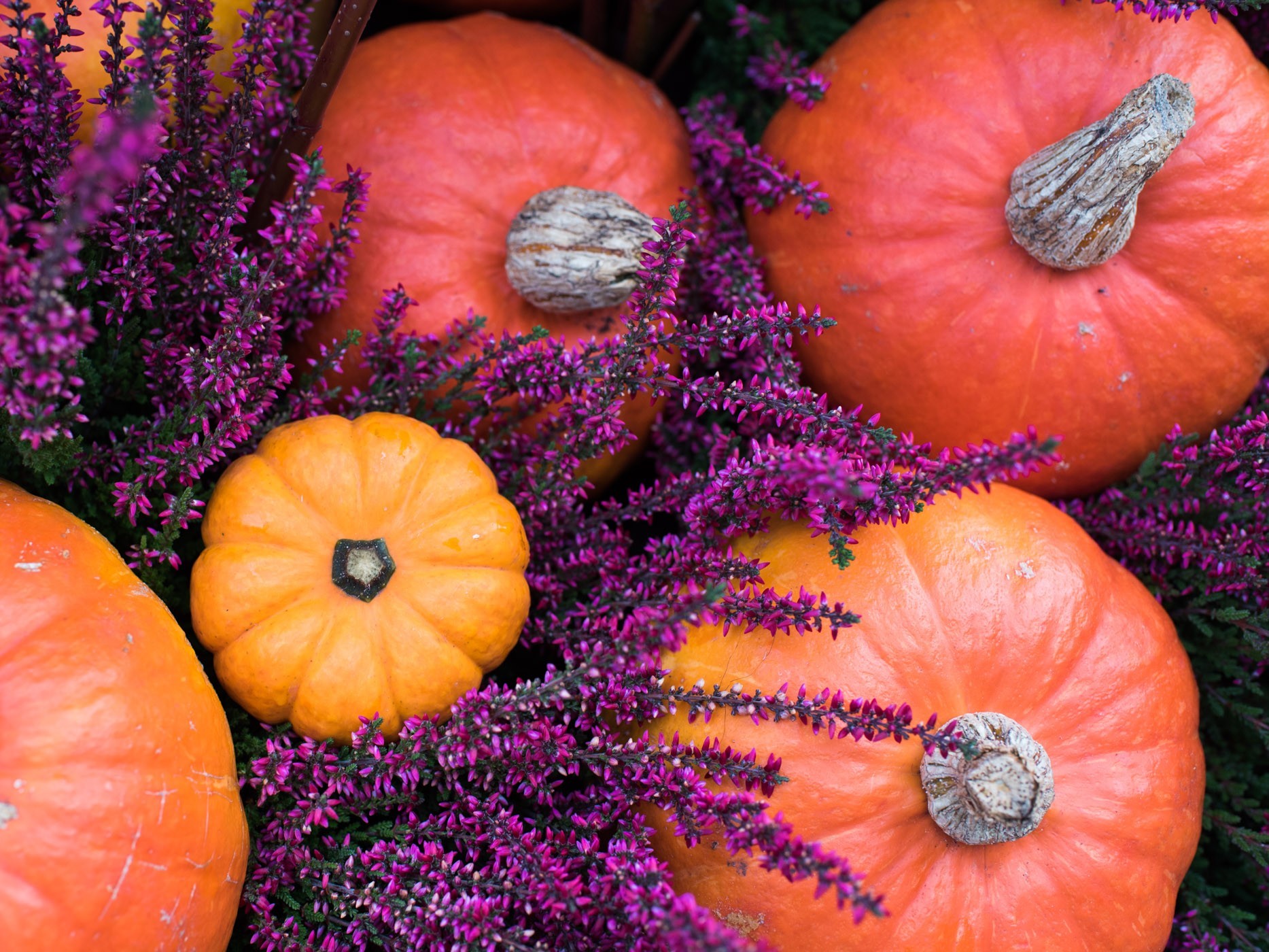 Door dichterbij te komen wordt het onderwerp geisoleerd. Nu gaat de aandacht naar de pompoenen tussen de heideplantjes.