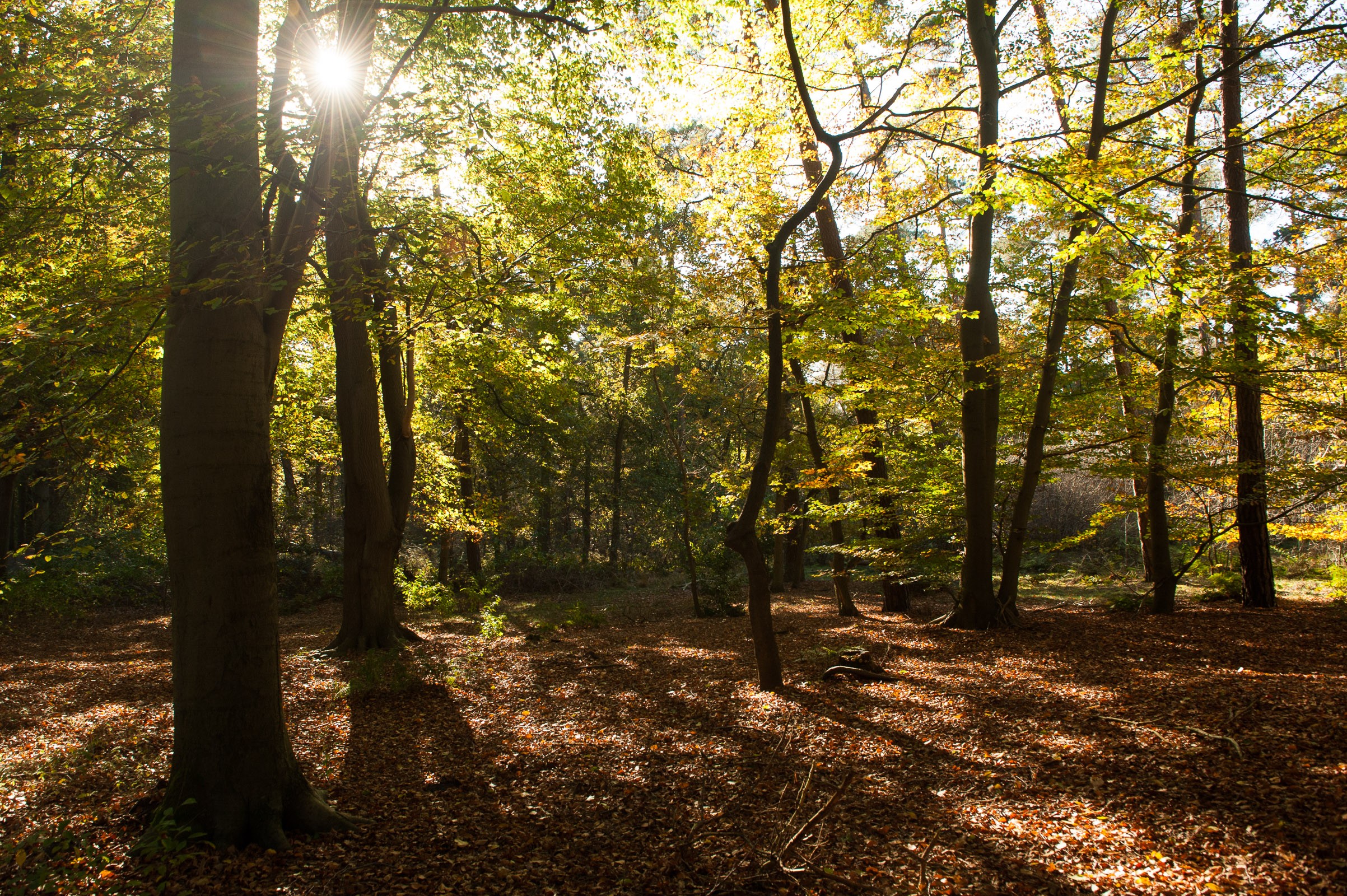 Tegenlicht in het bos