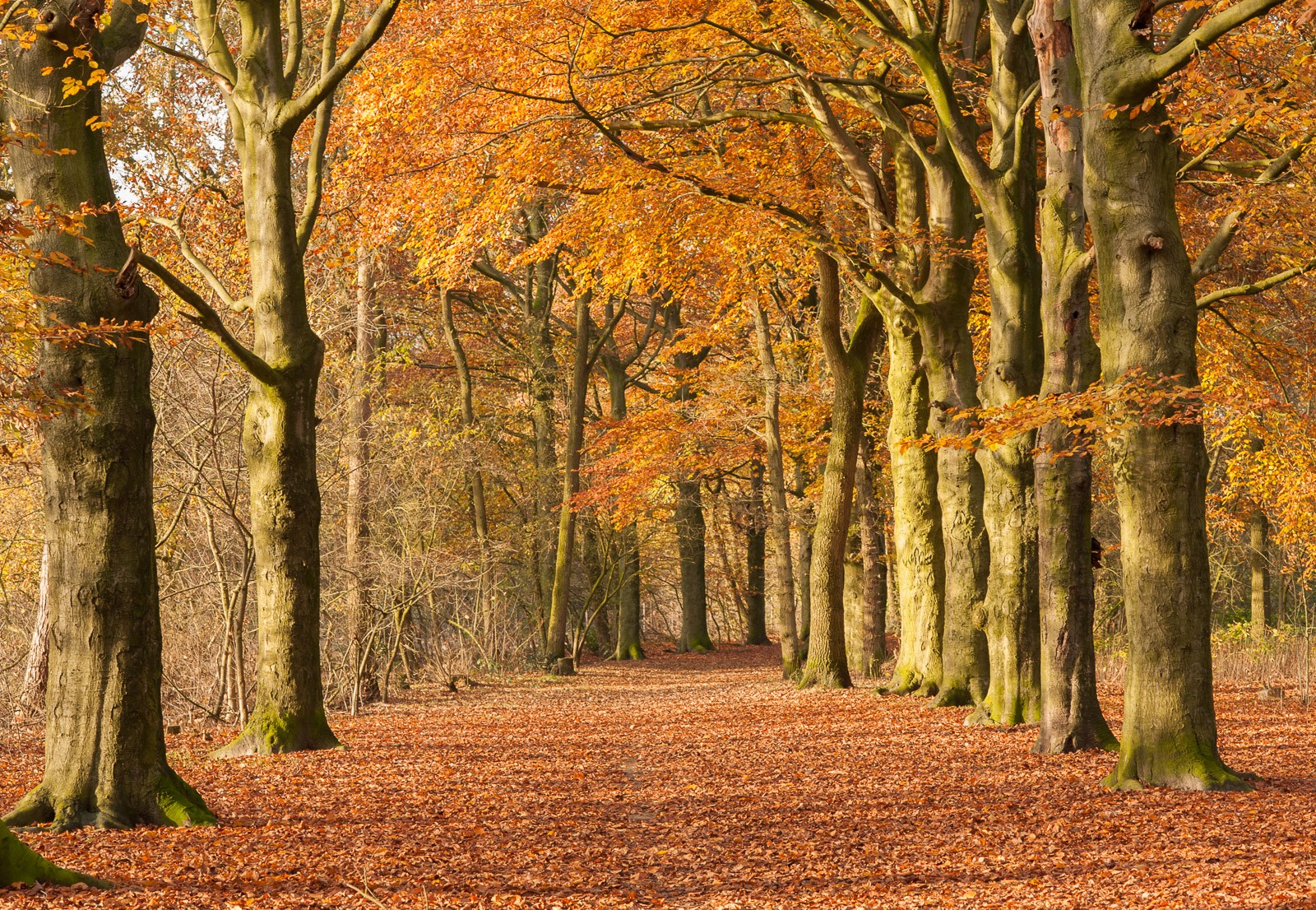 8 Tips Voor Het Fotograferen Van De Herfst Vink Academy