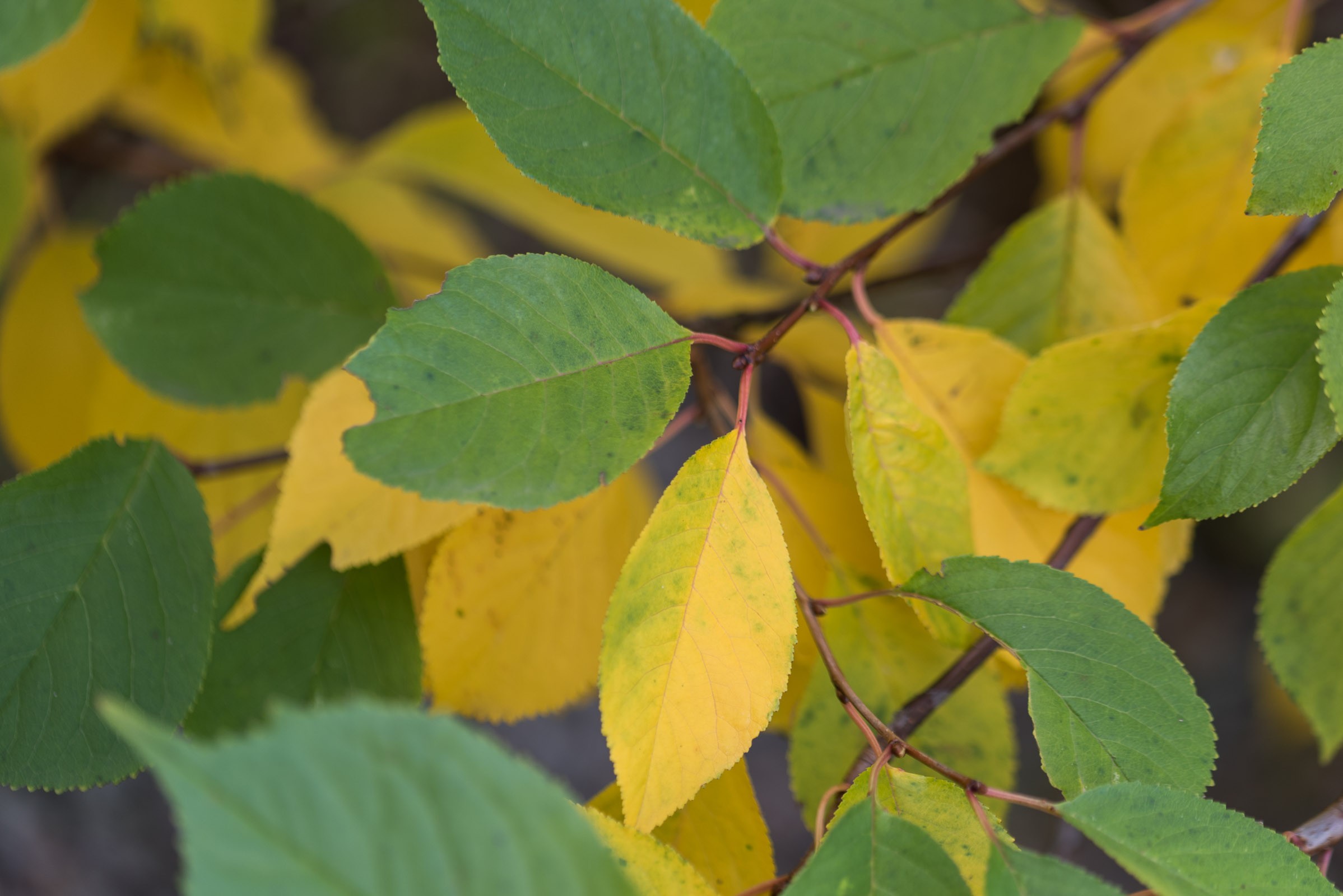Het herfstgevoel komt nog niet echt over in deze foto omdat er nog zoveel groene bladeren in beeld staan.