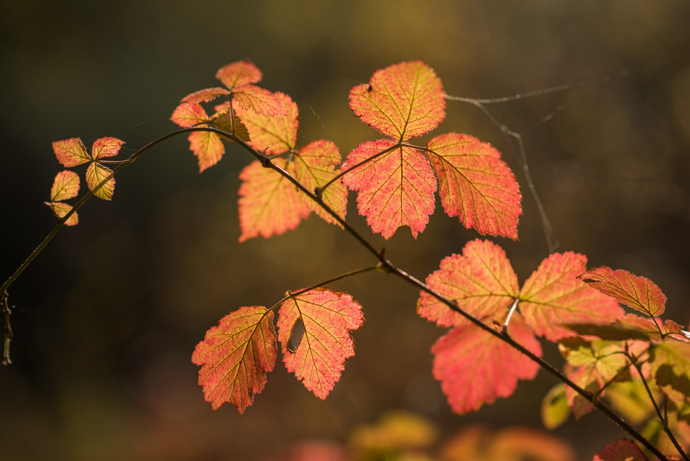Door het tegenlicht komt de oranje-rode kleur goed naar voren.