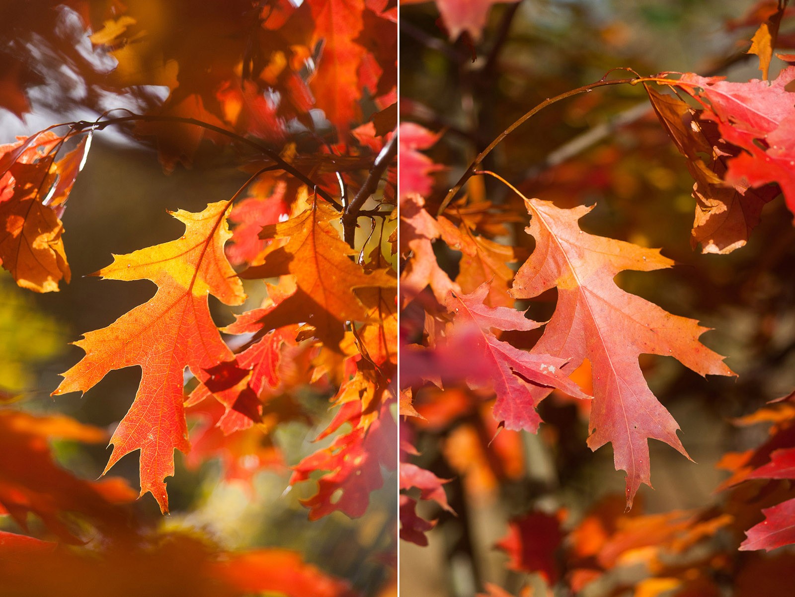 Let goed op de richting van het licht.