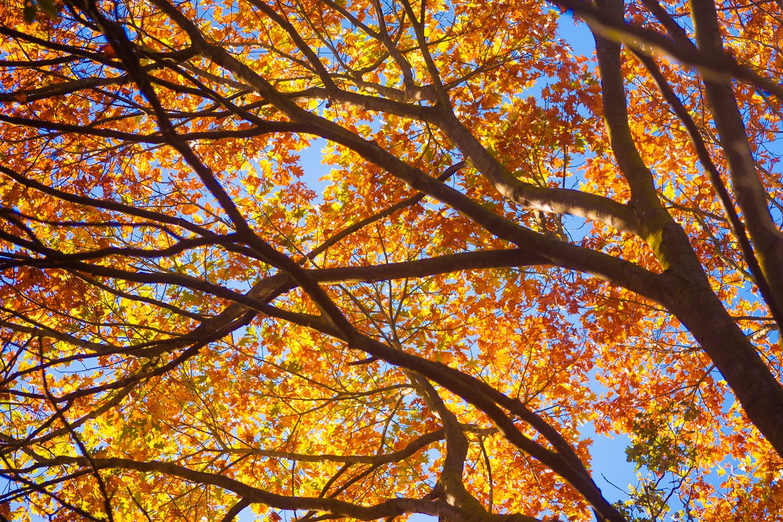 De kleur van de herfstbladeren komt goed naar voren tegen de blauwe lucht. Door te fotograferen met een kikkerperspectief, worden onrustige elementen buiten beeld gehouden.