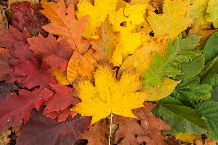 Collage van herfstbladeren