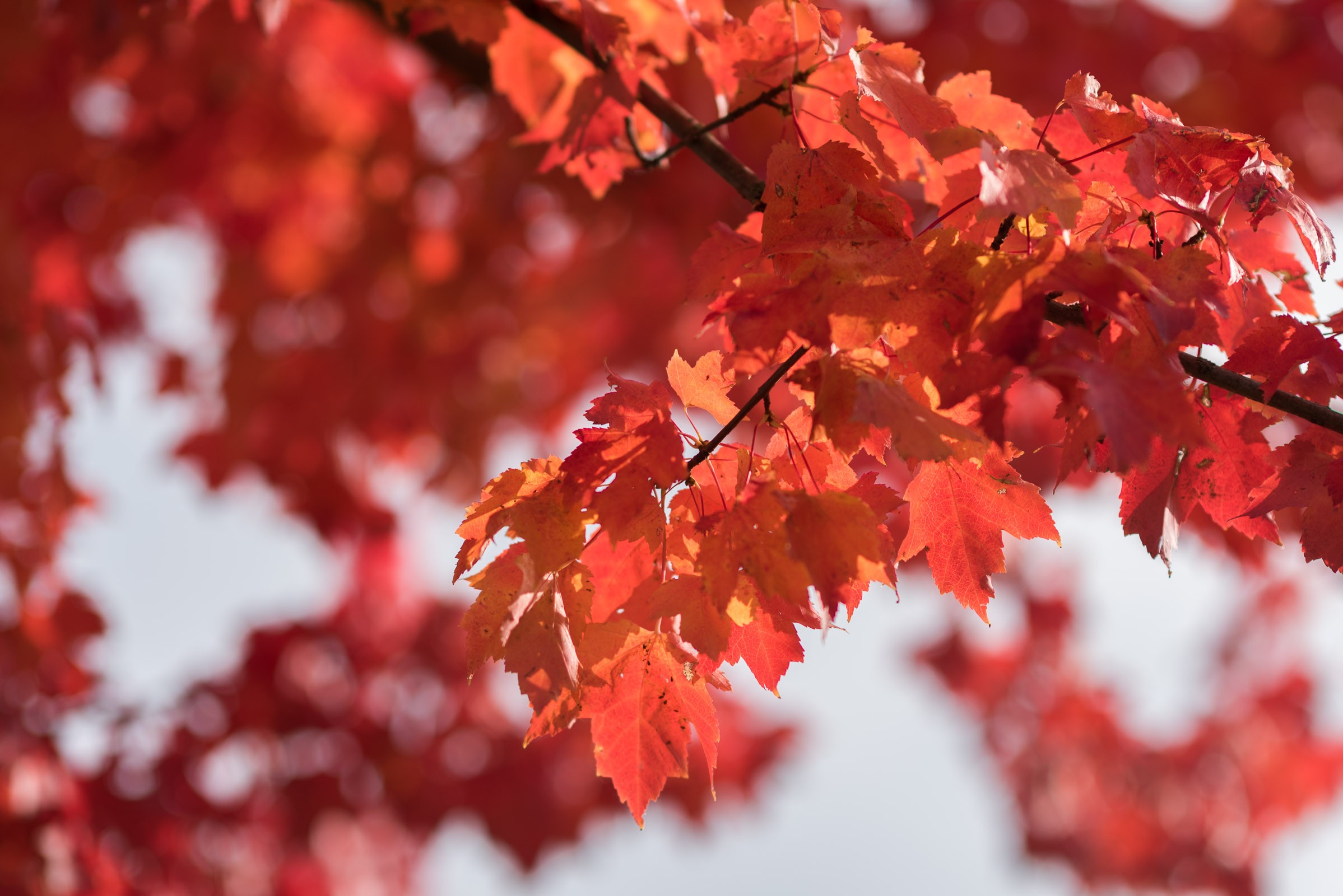 Kijk in je direct omgeving waar je de herfstkleuren duidelijk ziet. Zoom in om storende elementen buiten beeld te houden en zo echt de aandacht te leggen op de herfstkleuren.
