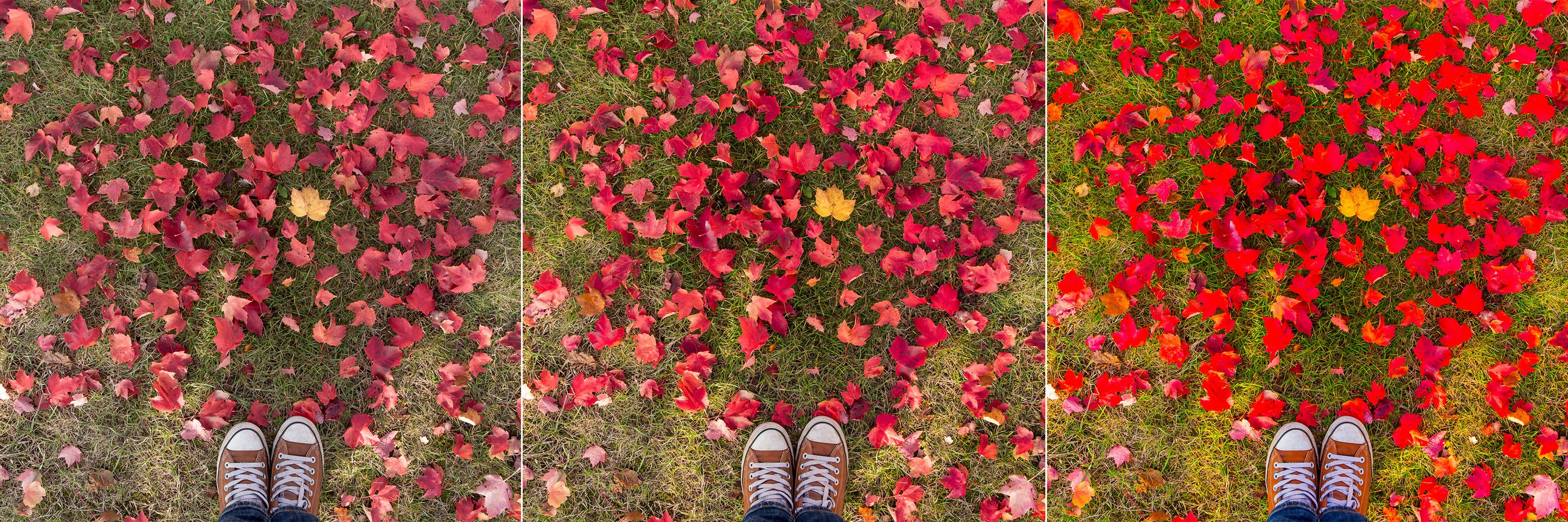 Herfstfoto's bewerken voor de mooiste kleur