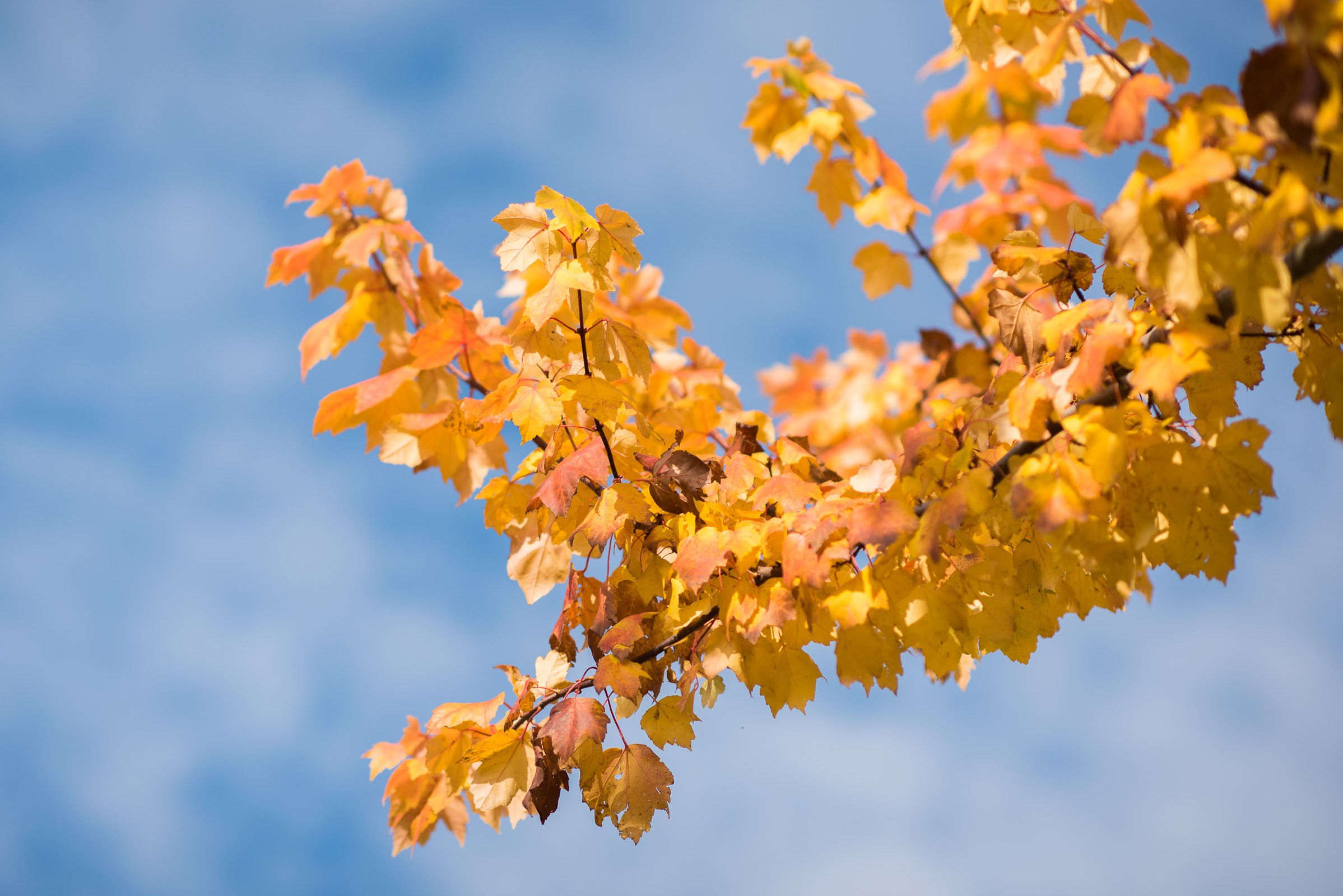 De gele bladeren vormen een mooi contrast met de blauwe lucht