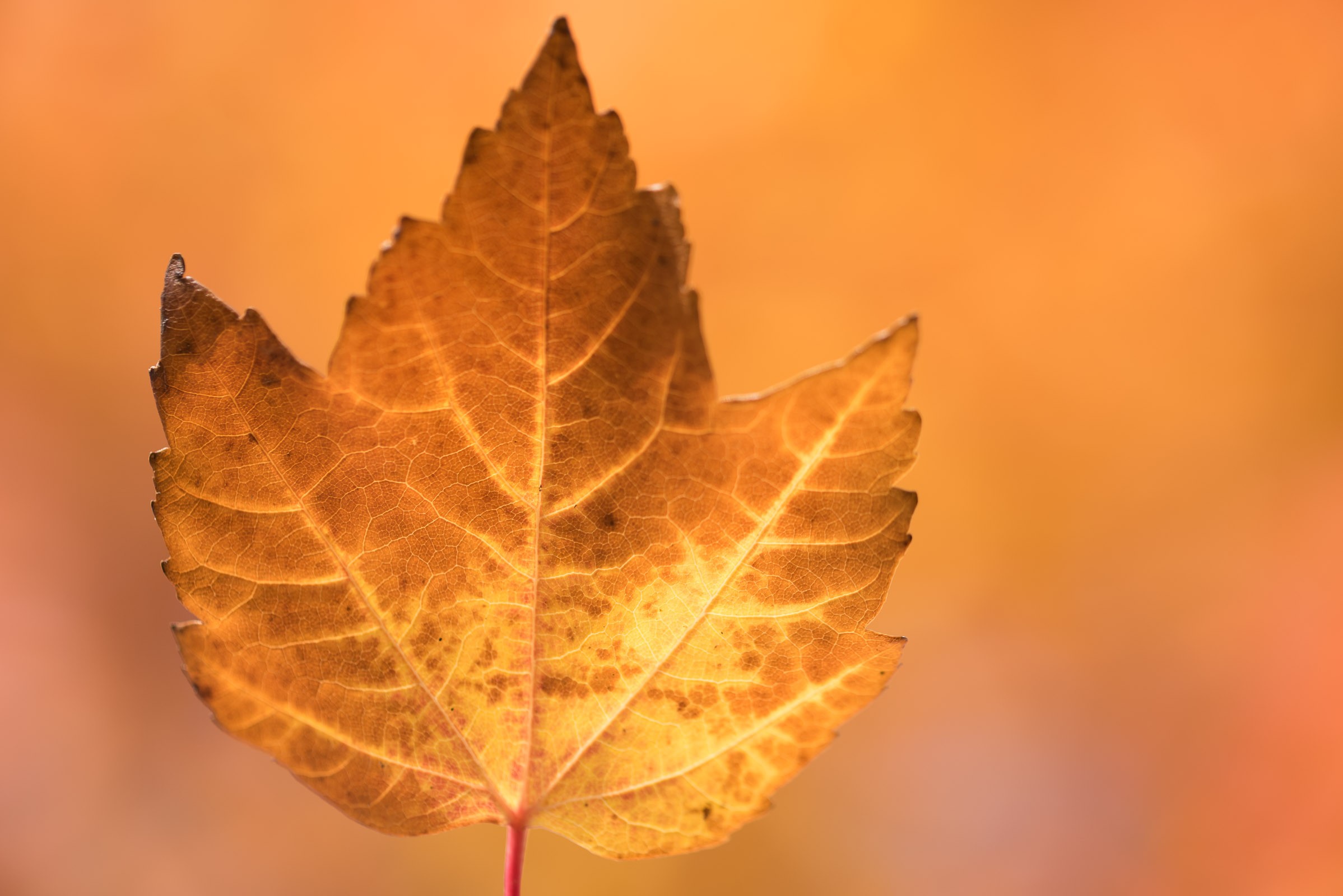 Kijk ook naar de achtergrond; de gekleurde bladeren in de zon zorgde voor een mooie oranjebruine kleur.