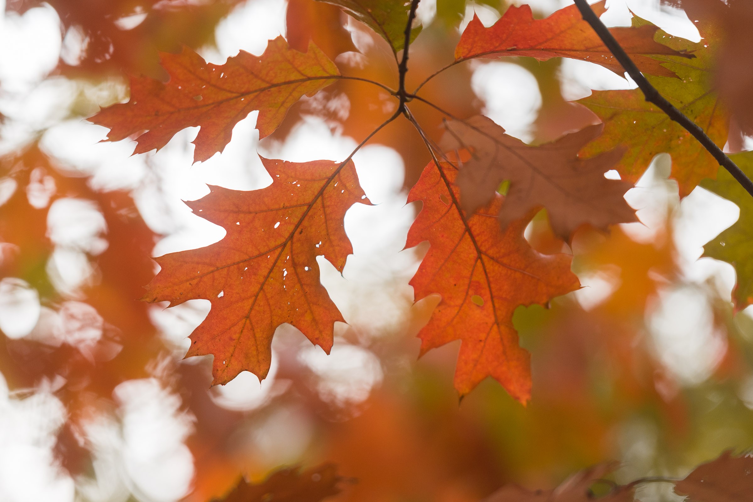 Herfstbladeren tegen een lichte lucht