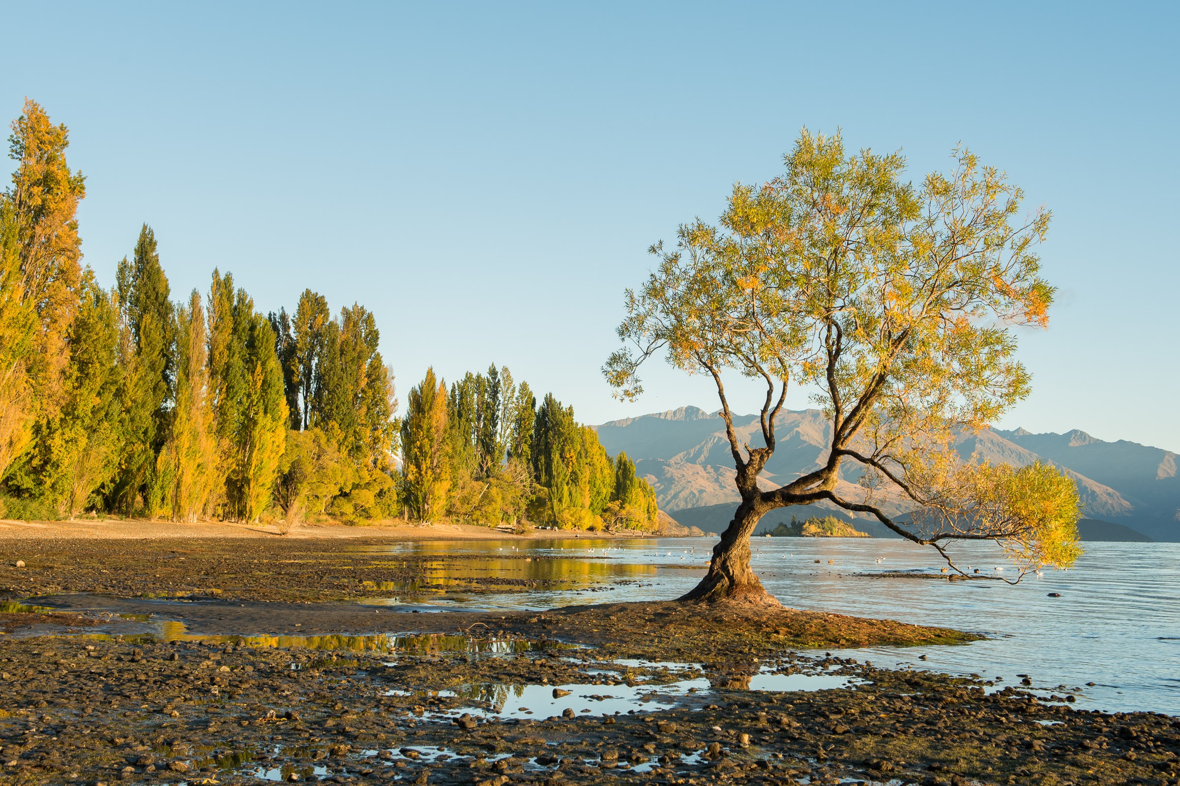 Zelfde plaats, andere ochtend. Het warme zonlicht vlak na zonsopkomst versterkt de herfstkleuren in de bomen.