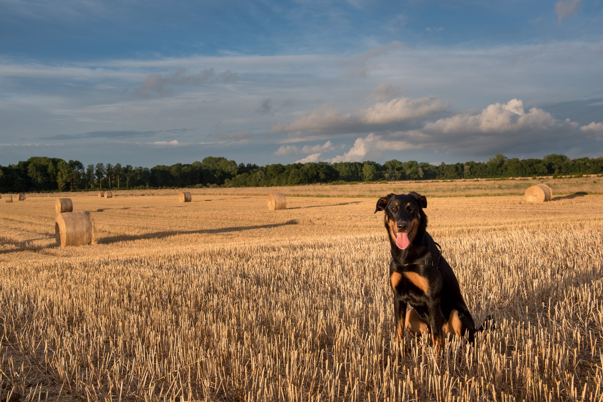 JJ poseert in het graanveld in Frankrijk. Het licht geeft een mooie warme sfeer (gouden uurtje) aan de foto.