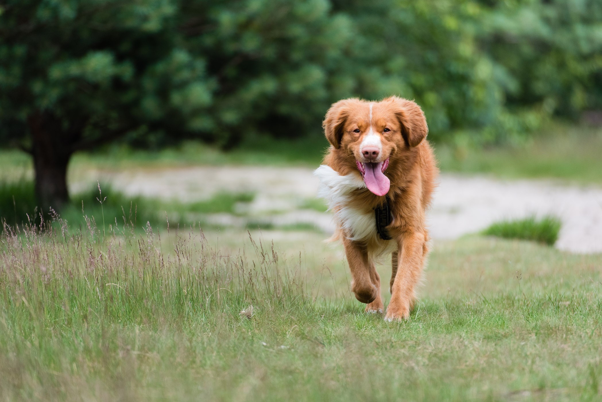Buiten is er vaak meer licht dan binnen, dat maakt het fotograferen makkelijker. Ook is er meer bewegingsruimte en kan je hond lekker rennen en spelen.