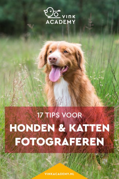 Honden en katten fotograferen