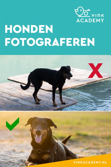 Huisdieren fotograferen; vermijd grote contrasten in licht