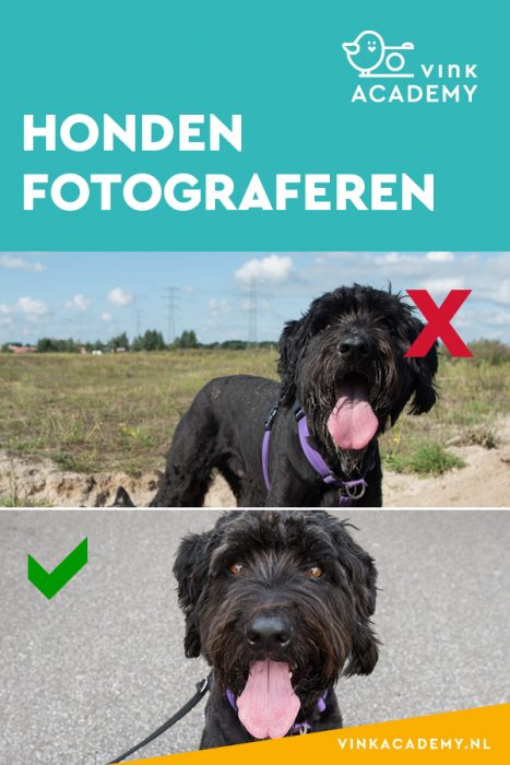 Vermijd hard zonlicht bij het fotograferen van je hond