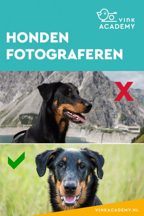 Zo fotografeer je je hond