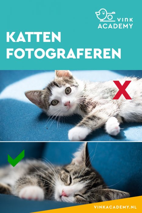 Tips om je katten te fotograferen; vermijd hoog contrast in licht