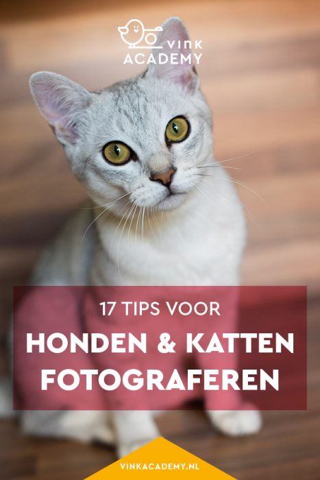 Hond en kat fotograferen