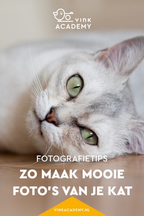 Katten fotograferen