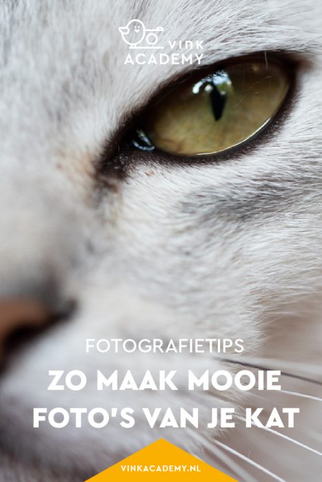 Close-up foto van kattenoog