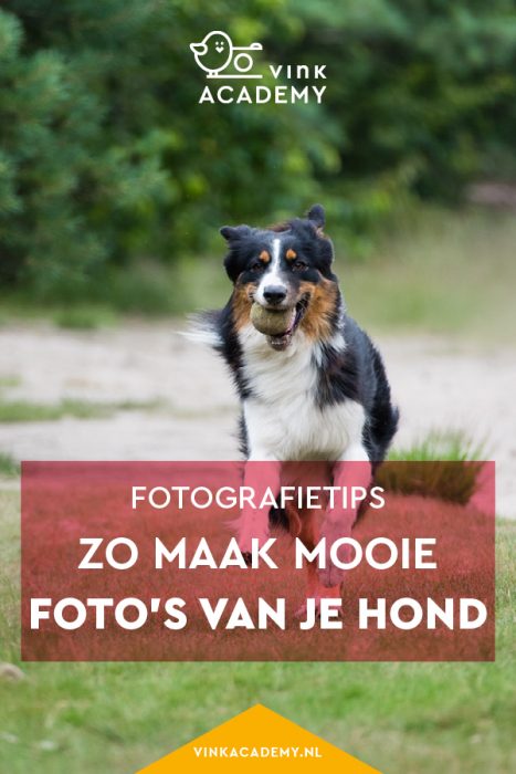 Huisdier fotograferen