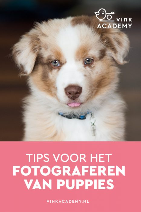 Tips voor het fotograferen van puppies