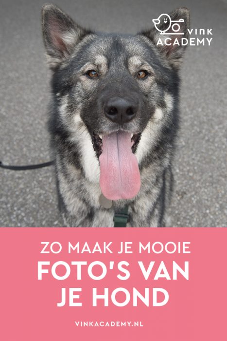 Hond fotograferen