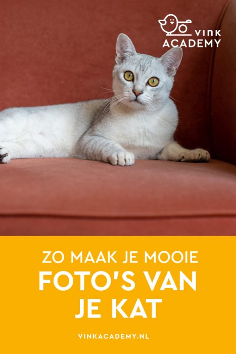 Zo fotografeer je je kat in huis