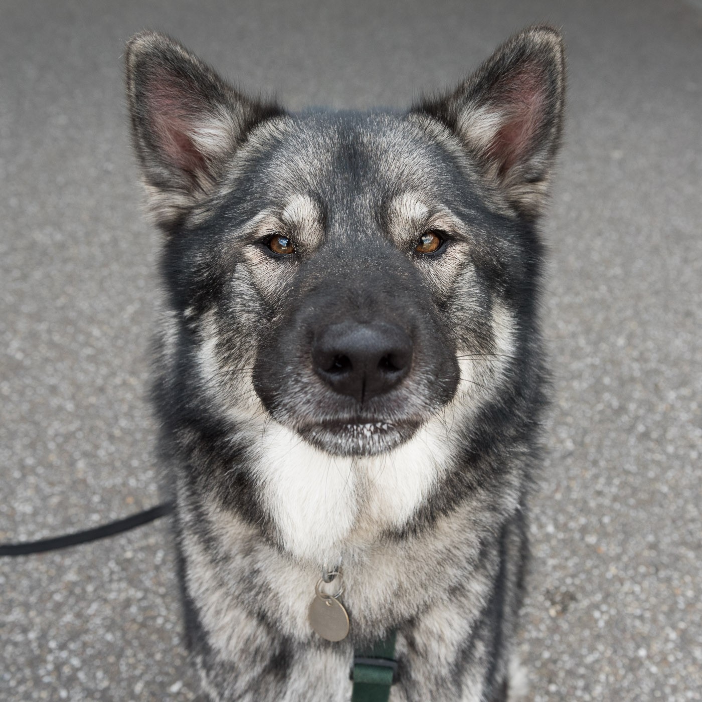 Focus je aandacht op de gezichtsuitdrukken van een hond of kat