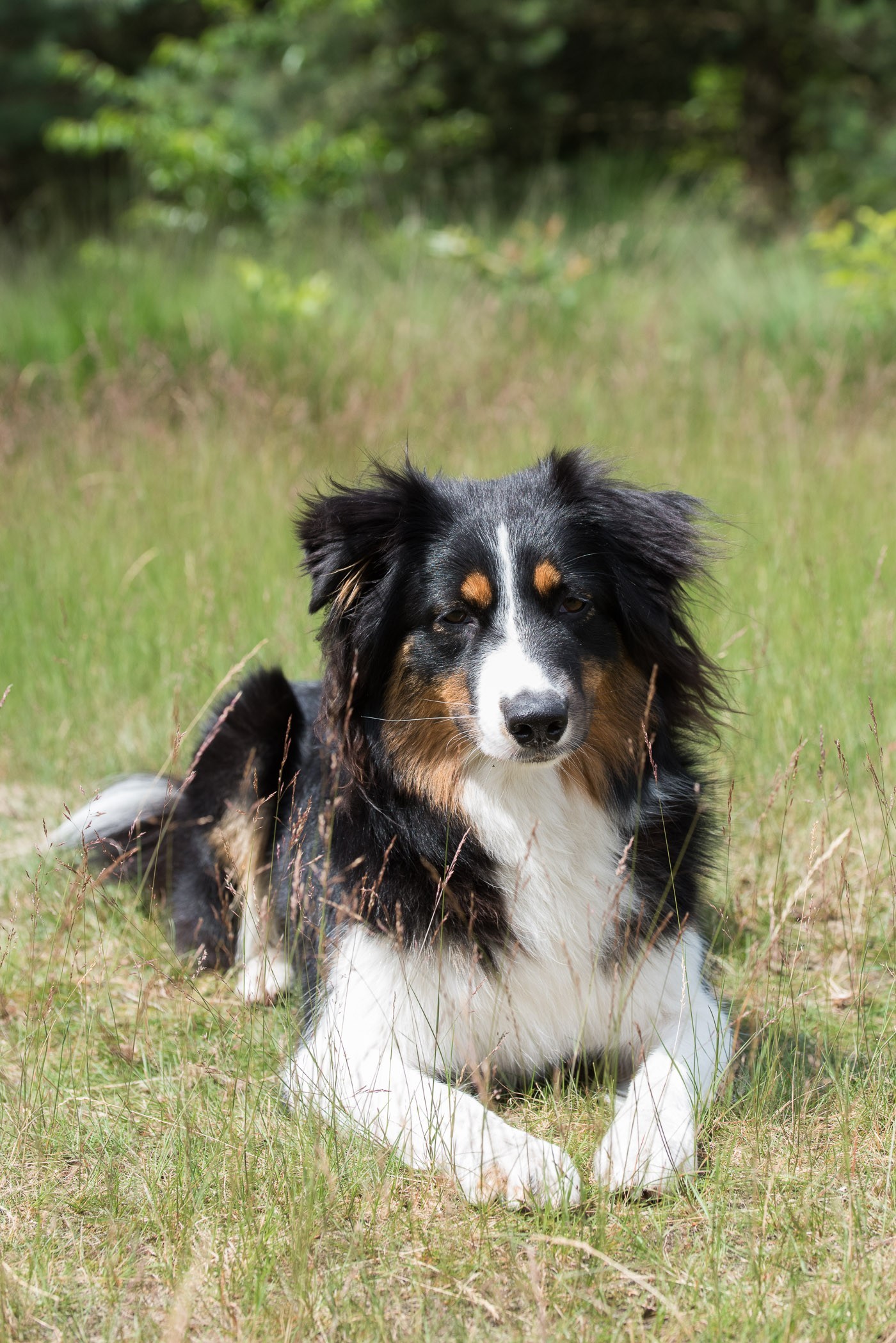 Hard zonlicht midden op de dag is niet handig bij het fotograferen van een hond of kat. De witte vacht raakt bijvoorbeeld overbelicht.