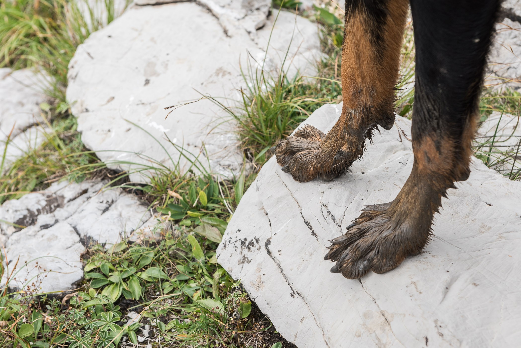 Ook even een foto anders dan anders; ook al zie je alleen de modderpoten van JJ, de foto vertelt toch een verhaal.