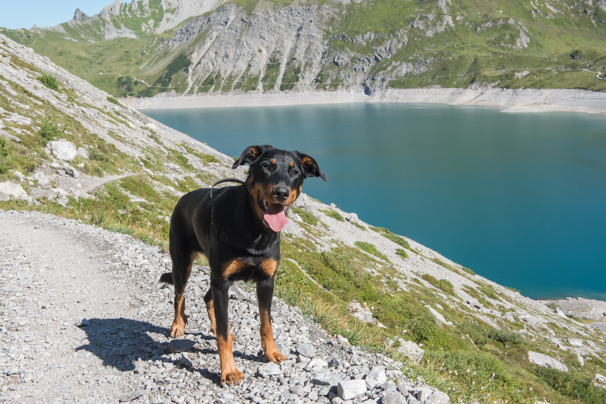 Zwarte hond met mooi meer op de achtergrond en glinstering in de ogen van het zonlicht