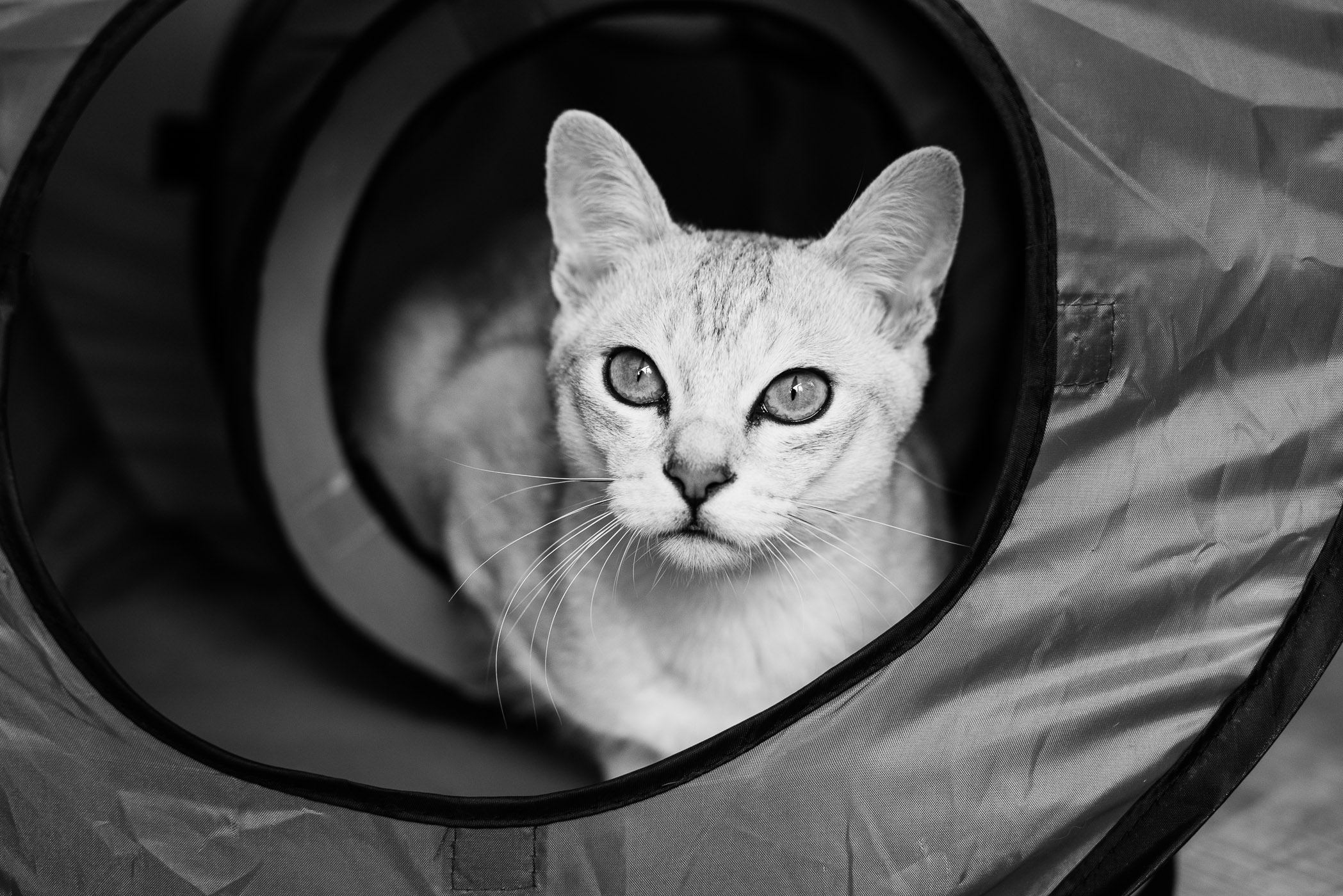Hier steekt Boris zijn hoofd uit de speeltunnel en kijkt naar het raam. Er is meer licht en zijn pupillen veranderen in kleine streepjes.