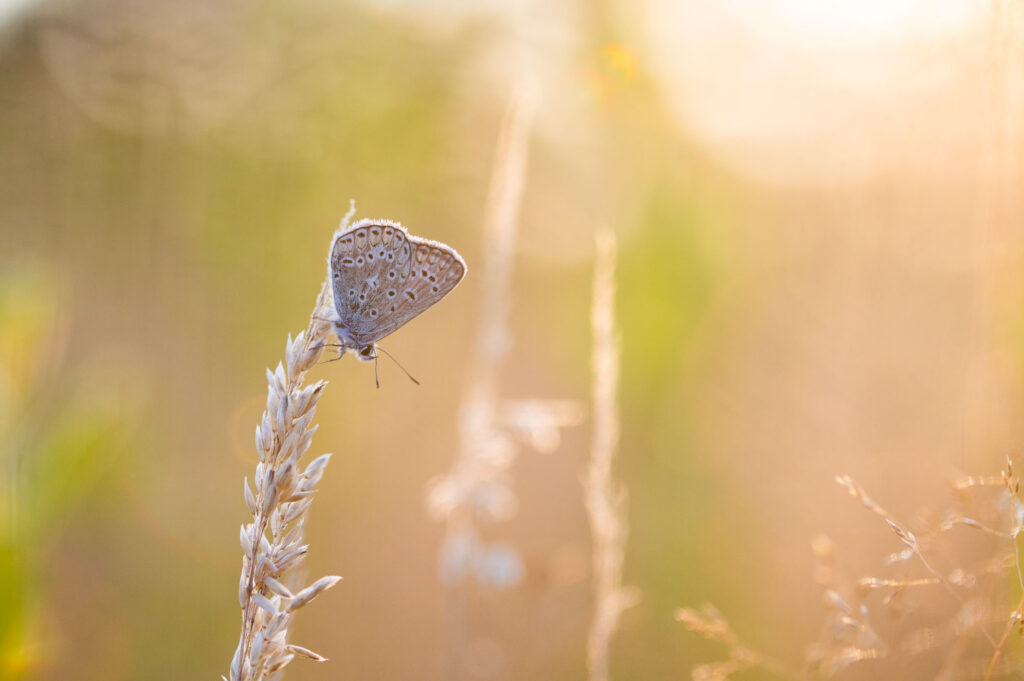Vlinder icarusblauwtje tijdens het gouden uurtje
