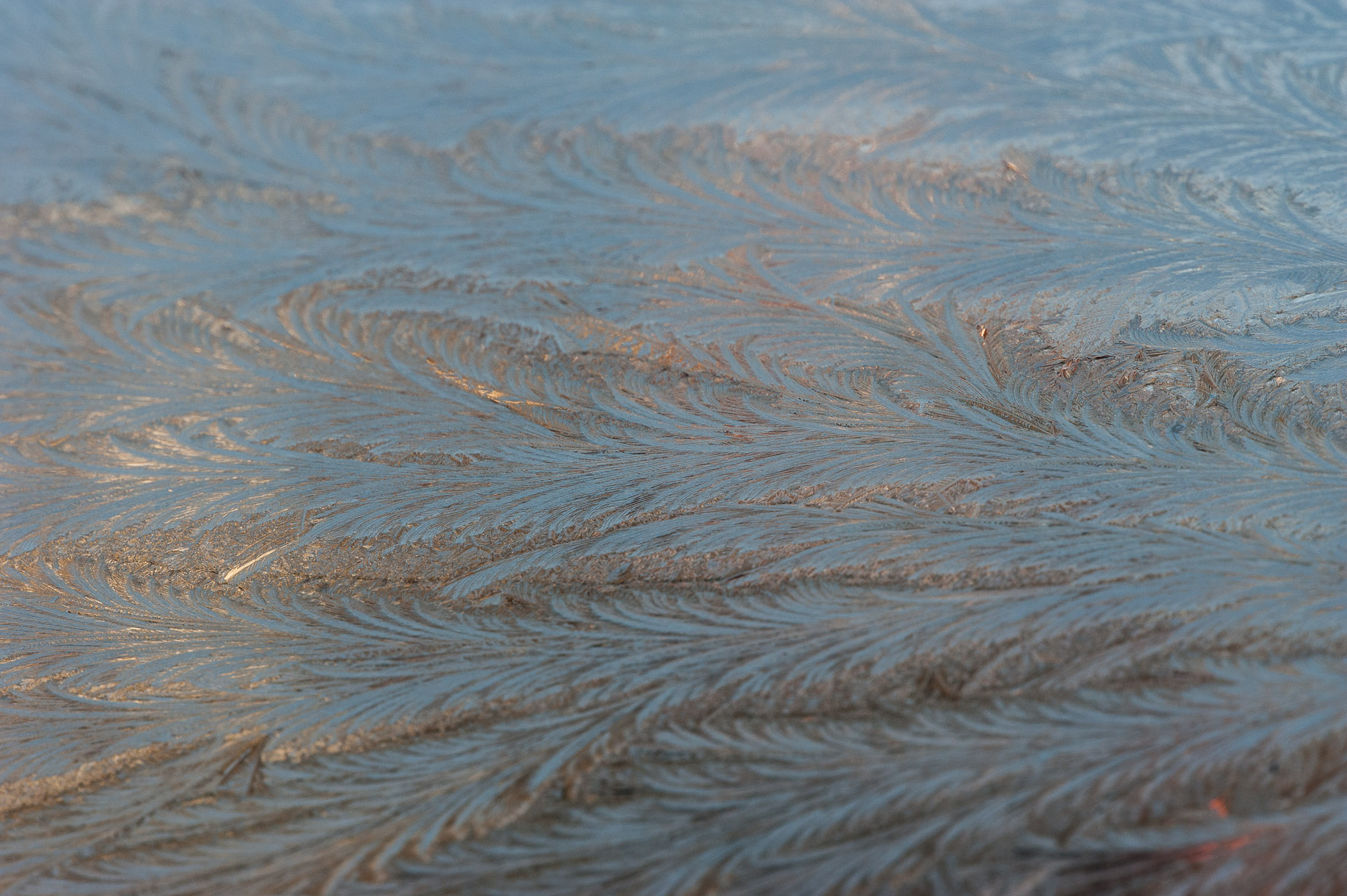 IJsbloemen op voorruit van de auto, vanuit de auto zelf gefotografeerd