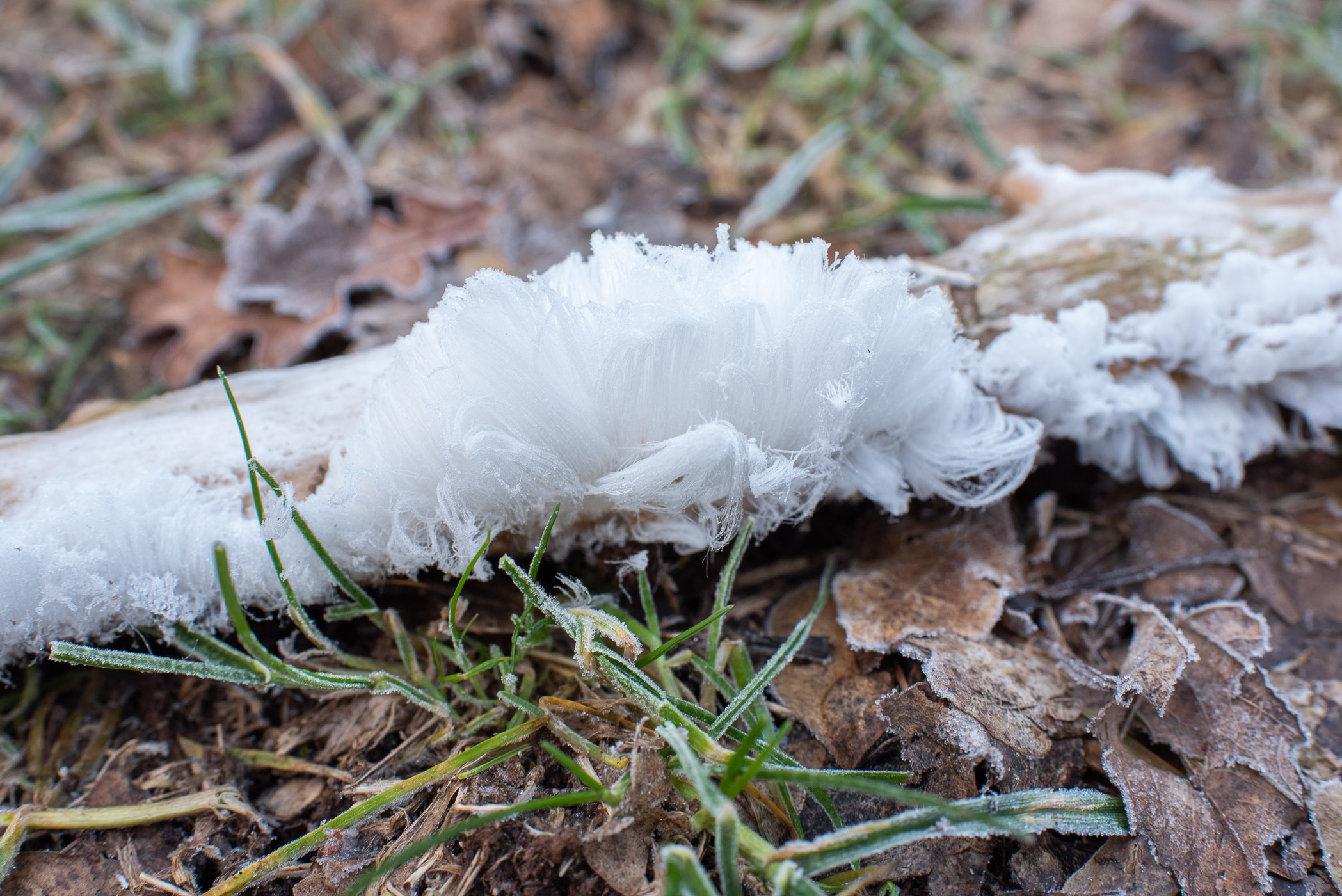 Tak met ijshaar in het bos