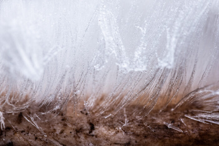 Close-upfoto van ijshaar, gemaakt met macrolens