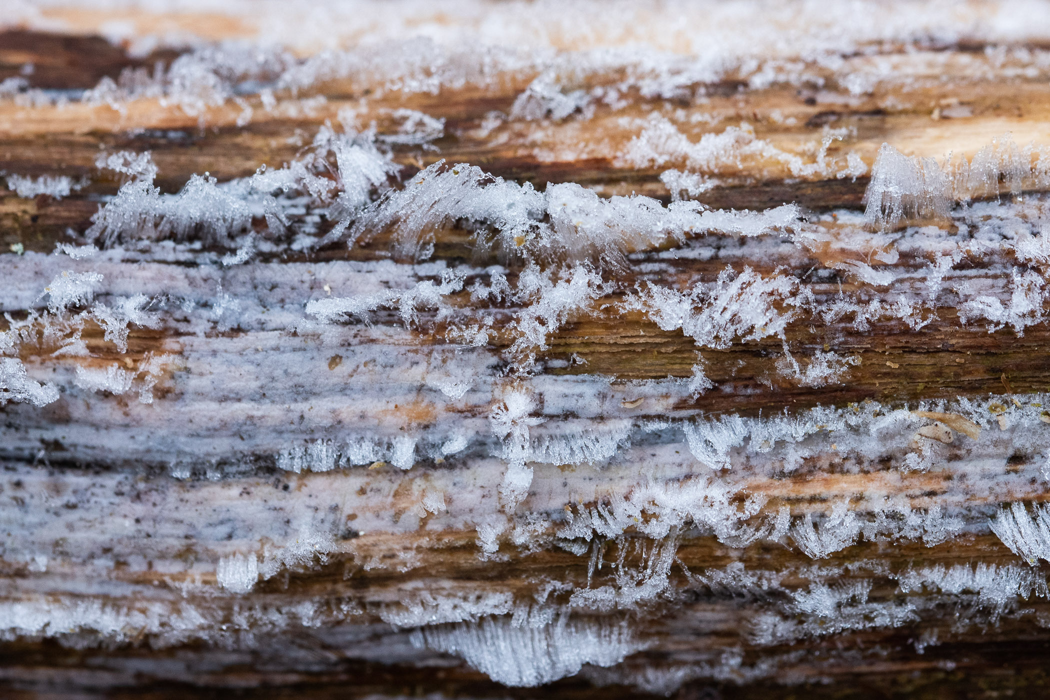 Begin van ijshaar op dode tak