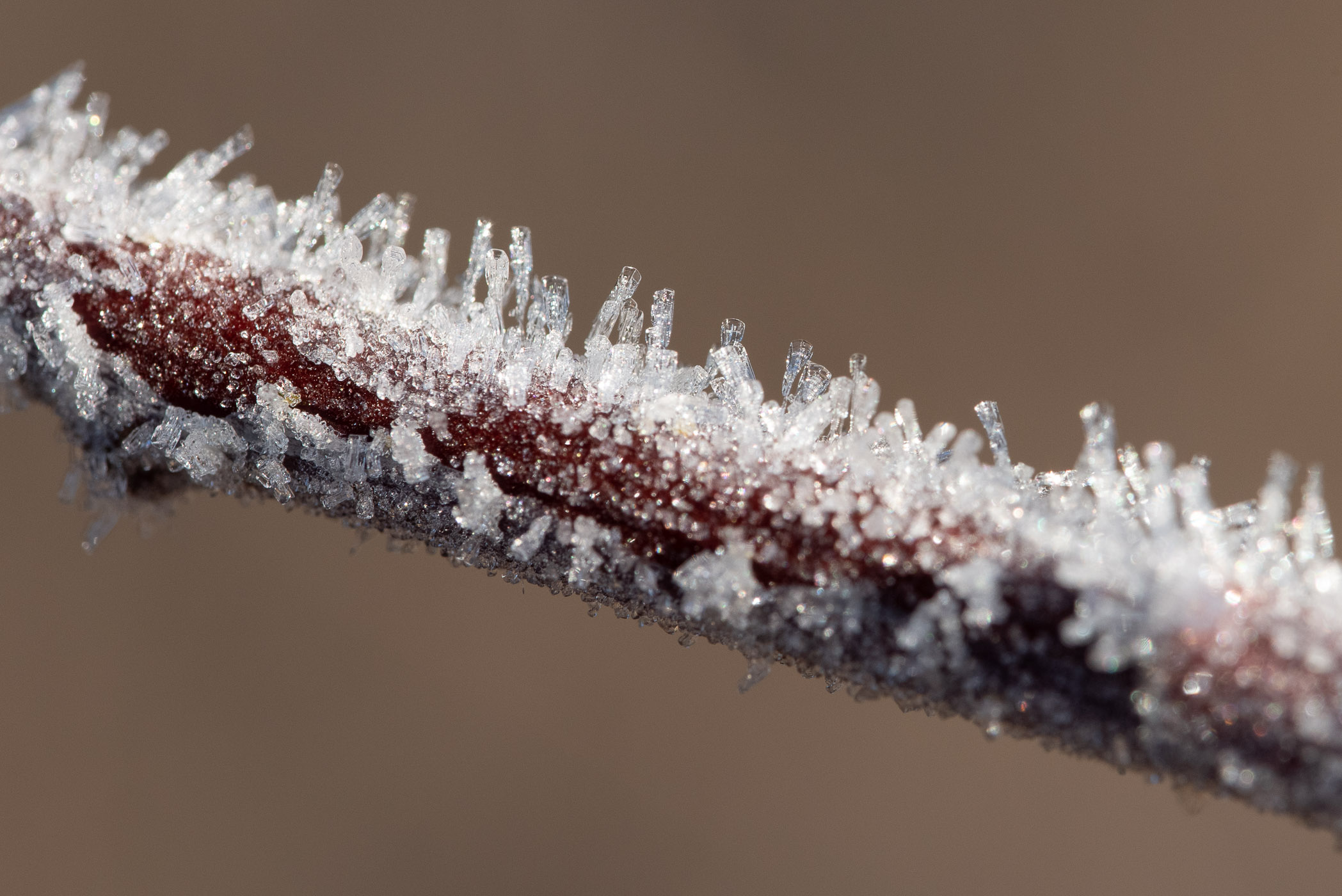 IJskristallen op een takje