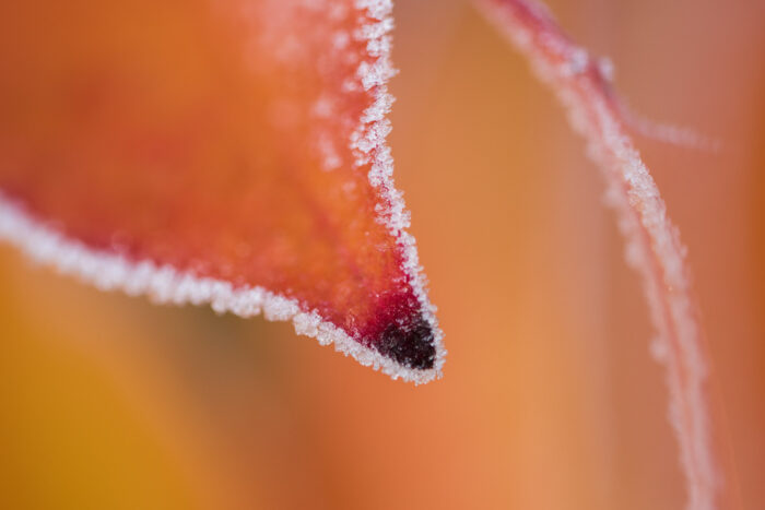 Oranje gekleurd blad met ijskristallen aan de rand