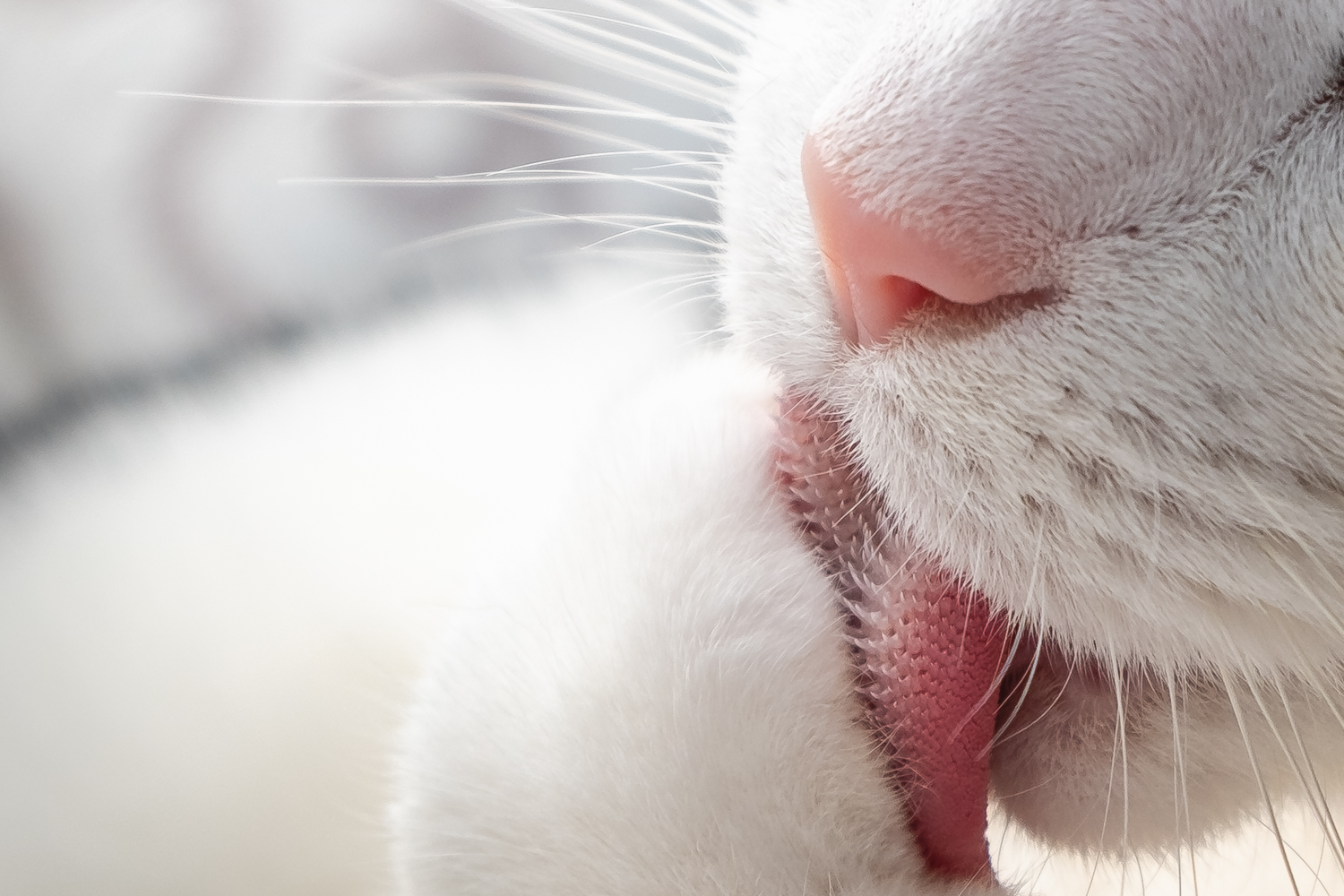 Irene van Herreweghe