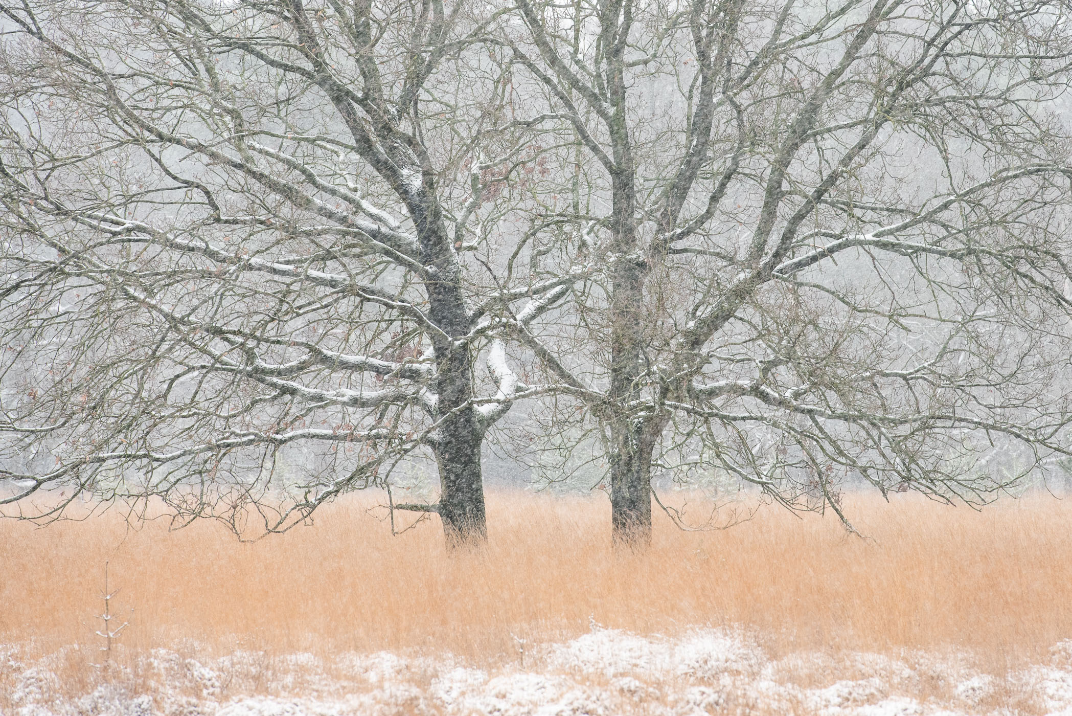 Twee bomen die gespiegeld lijken, gefotografeerd tijdens een sneeuwbui