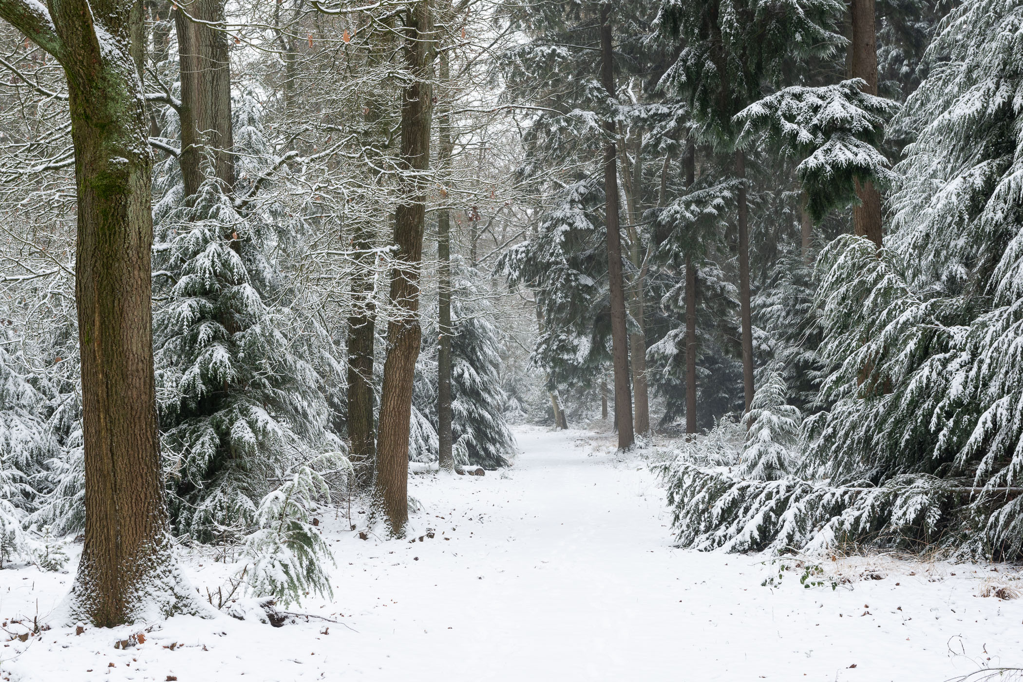 Bos in de verse sneeuw