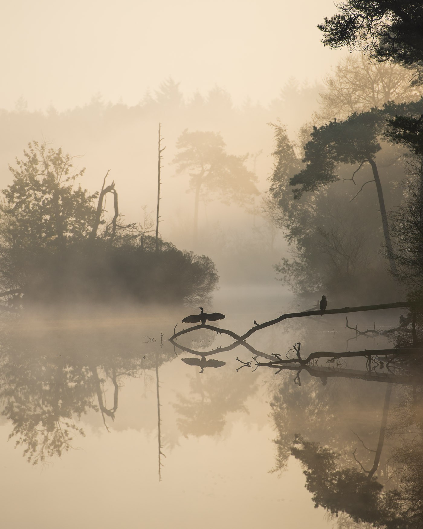 Silhouet van aalsgolver in de mist