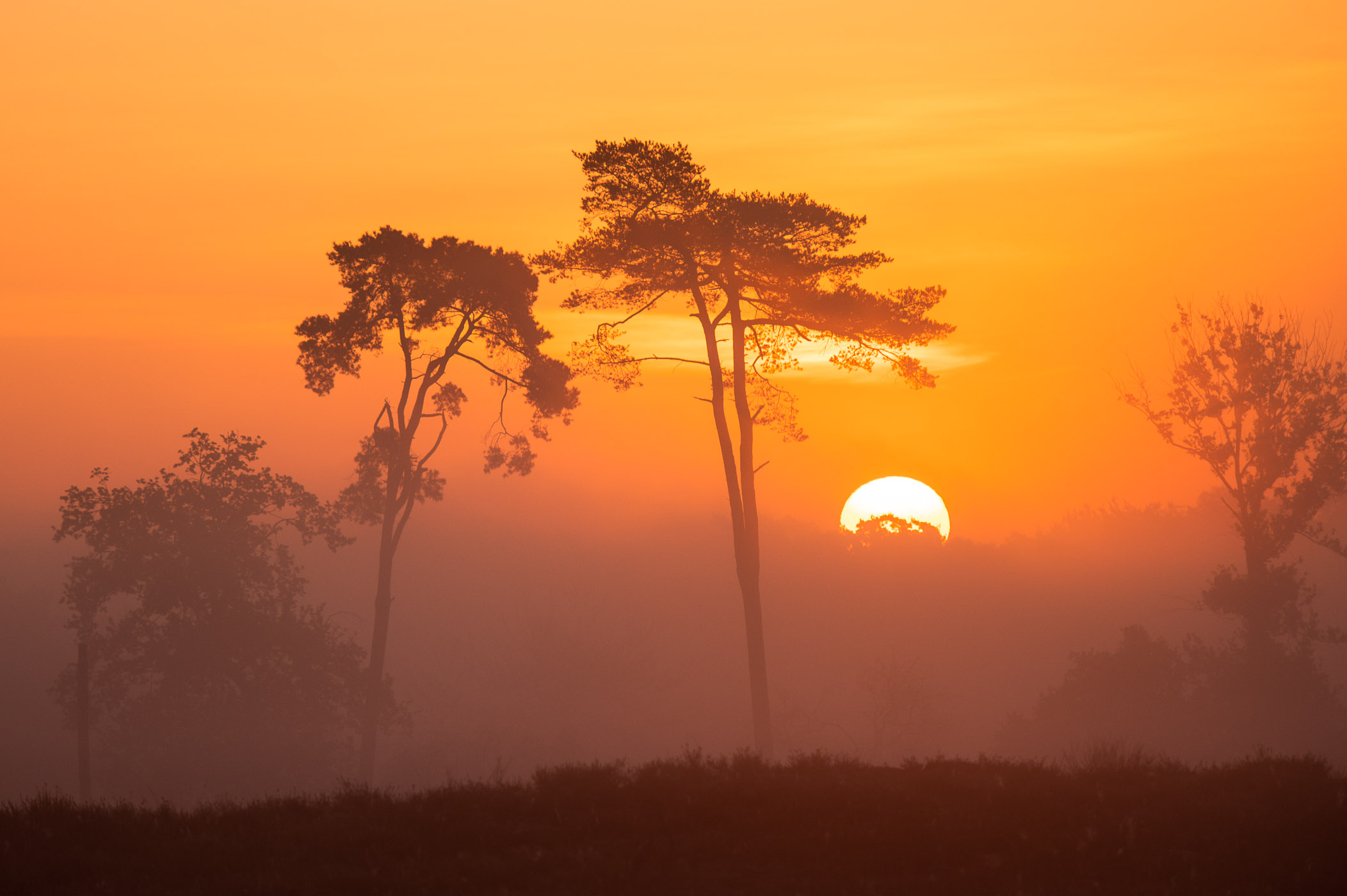 Zonsopkomst: zon komt achter de bomen naar boven