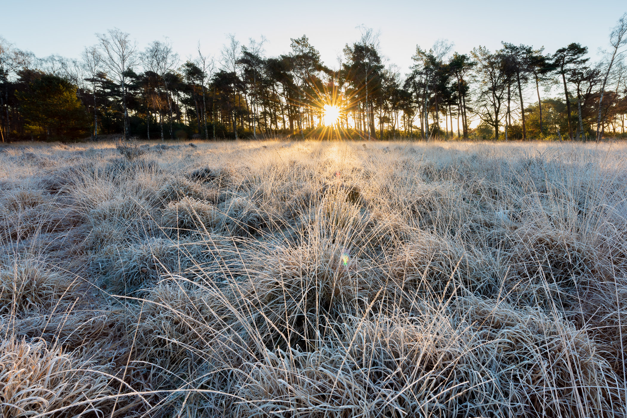 Landschap met grassprieten met daarop rijp, een dun laagje ijs. 