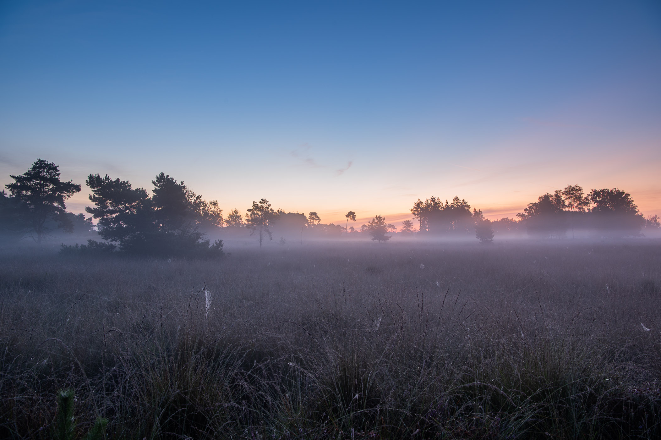 Mist boven de heide
