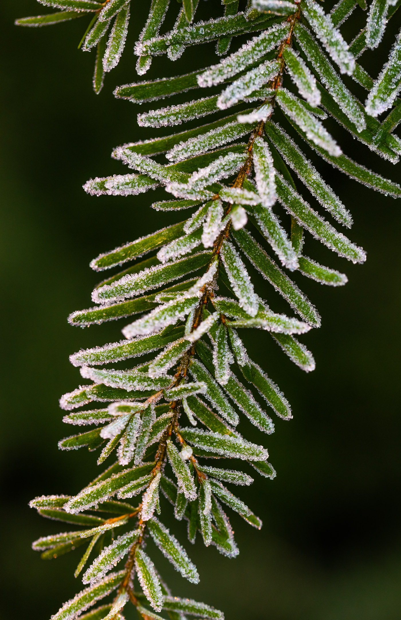 Naaldboom met ijs erop