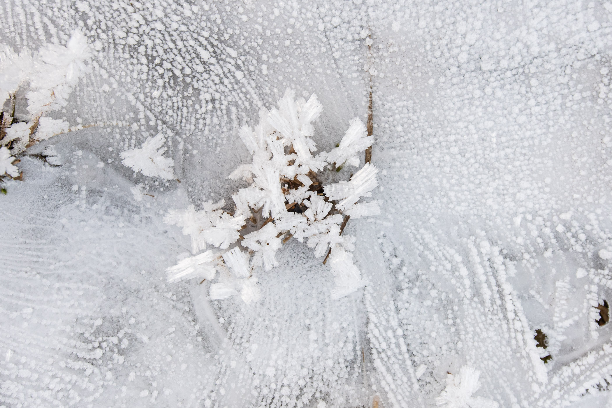 IJskristallen op sprietjes die uit een klein bevroren meertje steken.