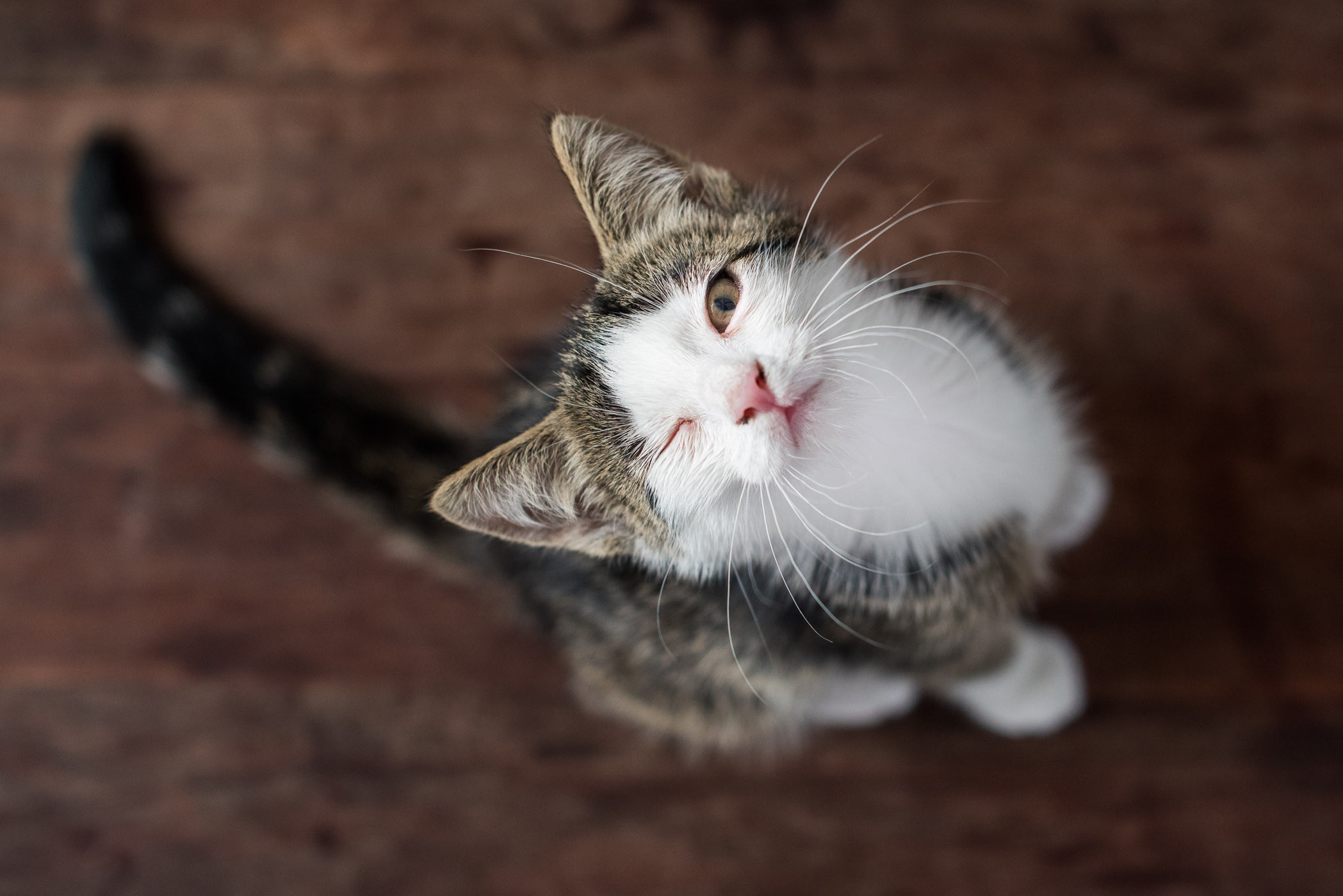 Kat geeft knipoog aan de camera